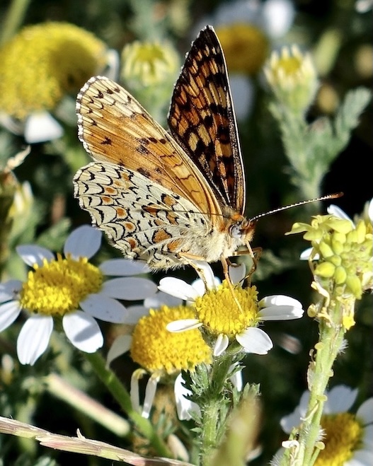 knapweed fritillary